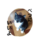 オセロはねこ（個別スタンプ：6）