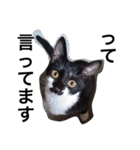 オセロはねこ（個別スタンプ：7）