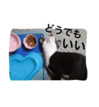 オセロはねこ（個別スタンプ：8）