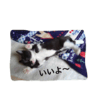オセロはねこ（個別スタンプ：11）