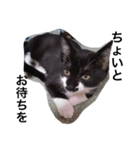 オセロはねこ（個別スタンプ：12）
