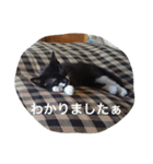 オセロはねこ（個別スタンプ：15）