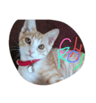 CatBrown（個別スタンプ：1）