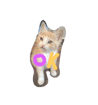 CatBrown（個別スタンプ：2）