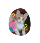 CatBrown（個別スタンプ：4）