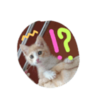 CatBrown（個別スタンプ：5）