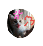 CatBrown（個別スタンプ：6）