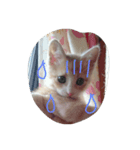 CatBrown（個別スタンプ：7）