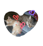 CatBrown（個別スタンプ：8）