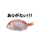 魚のスランプ(実写)（個別スタンプ：6）