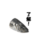 魚のスランプ(実写)（個別スタンプ：7）