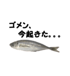 魚のスランプ(実写)（個別スタンプ：10）