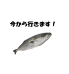 魚のスランプ(実写)（個別スタンプ：13）