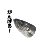 魚のスランプ(実写)（個別スタンプ：15）