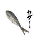 魚のスランプ(実写)（個別スタンプ：16）