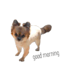 可愛い愛犬チョコスタンプ（個別スタンプ：3）