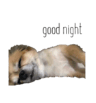 可愛い愛犬チョコスタンプ（個別スタンプ：4）