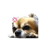 可愛い愛犬チョコスタンプ（個別スタンプ：8）
