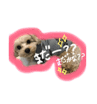 momo stamp 1st（個別スタンプ：2）