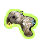 momo stamp 1st（個別スタンプ：4）