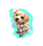 momo stamp 1st（個別スタンプ：5）