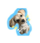 momo stamp 1st（個別スタンプ：6）