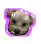 momo stamp 1st（個別スタンプ：7）
