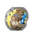 momo stamp 1st（個別スタンプ：8）