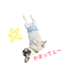 ジャックラッセルテリアのジャッキー part2（個別スタンプ：16）
