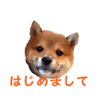 柴犬いち（個別スタンプ：1）
