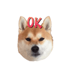 柴犬いち（個別スタンプ：2）
