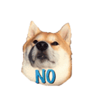 柴犬いち（個別スタンプ：3）