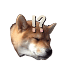 柴犬いち（個別スタンプ：4）