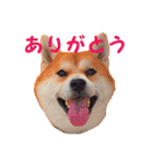 柴犬いち（個別スタンプ：5）