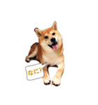 柴犬いち（個別スタンプ：6）