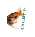 柴犬いち（個別スタンプ：7）