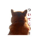柴犬いち（個別スタンプ：8）