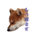 柴犬いち（個別スタンプ：9）