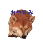 柴犬いち（個別スタンプ：10）