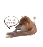 柴犬いち（個別スタンプ：11）