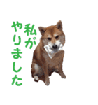 柴犬いち（個別スタンプ：12）