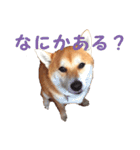 柴犬いち（個別スタンプ：13）