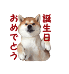 柴犬いち（個別スタンプ：14）