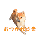 柴犬いち（個別スタンプ：15）