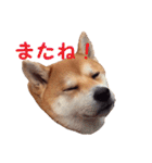 柴犬いち（個別スタンプ：16）