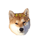 柴犬いち（個別スタンプ：17）