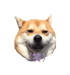 柴犬いち（個別スタンプ：18）