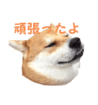 柴犬いち（個別スタンプ：19）