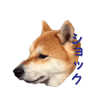 柴犬いち（個別スタンプ：20）