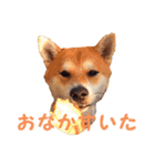 柴犬いち（個別スタンプ：21）